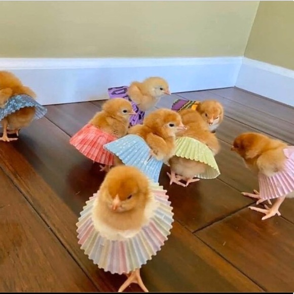 Meet your Posher, Jeremy - Picture 1 of 1